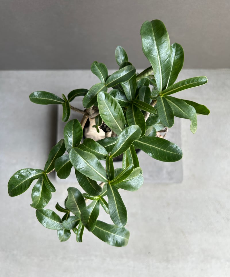 アデニウム　タイソコトラナム　コレクション株　大株 アデニウム タイソコトラナム コレクション株 大株 - メルカリ