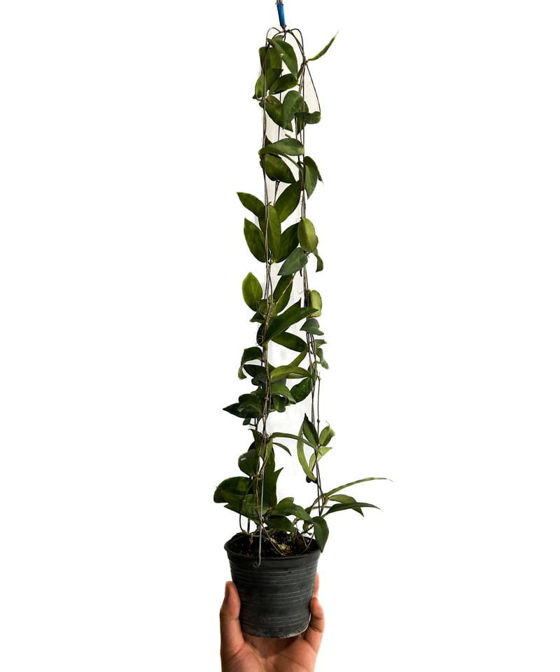 ホヤ パテラ ピンク 「Hoya patella pink 」4/19-336 | SHOUC