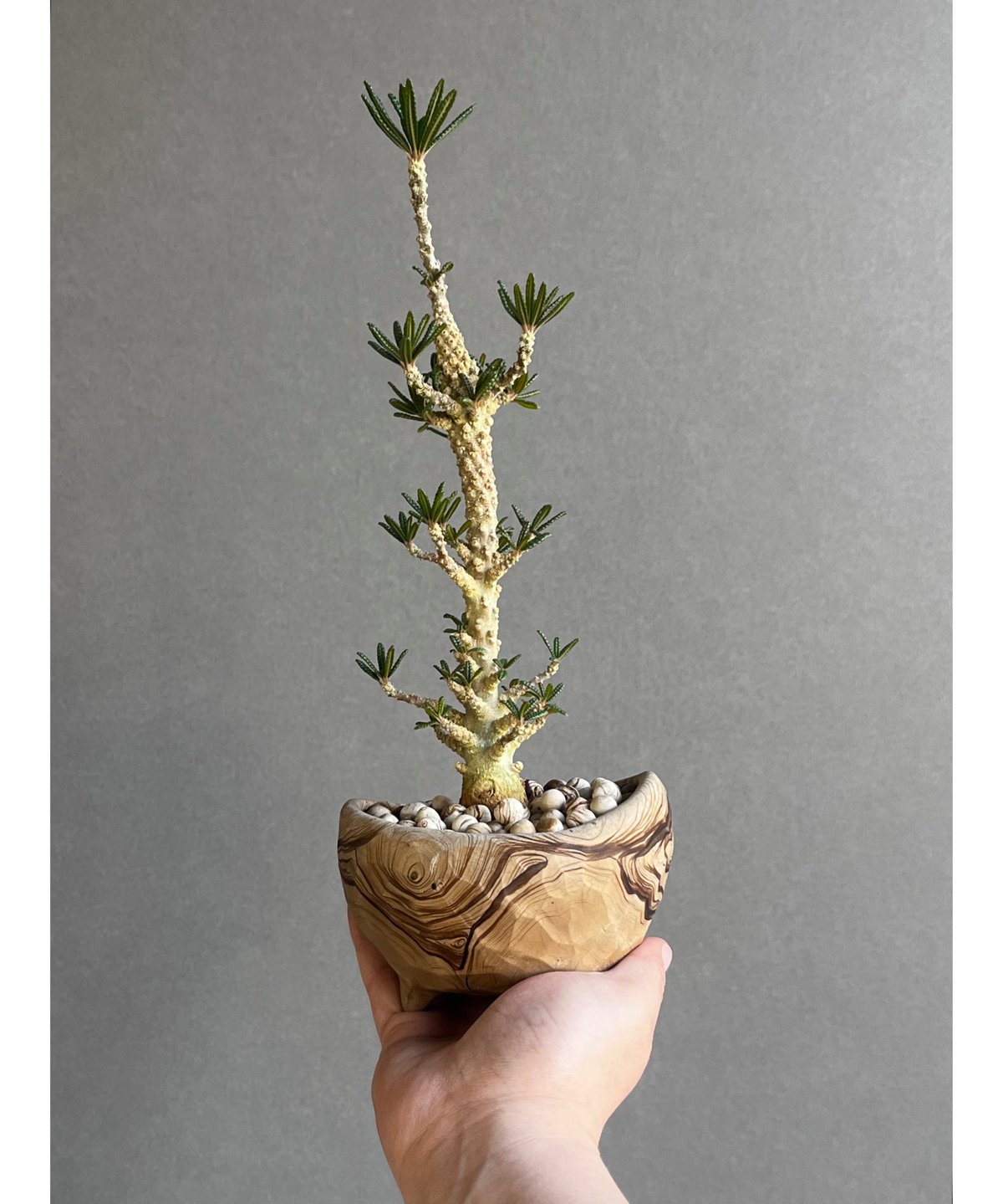 ドルステニア ギガス ブラータ+ plantsmonsters pot 「Dorstenia