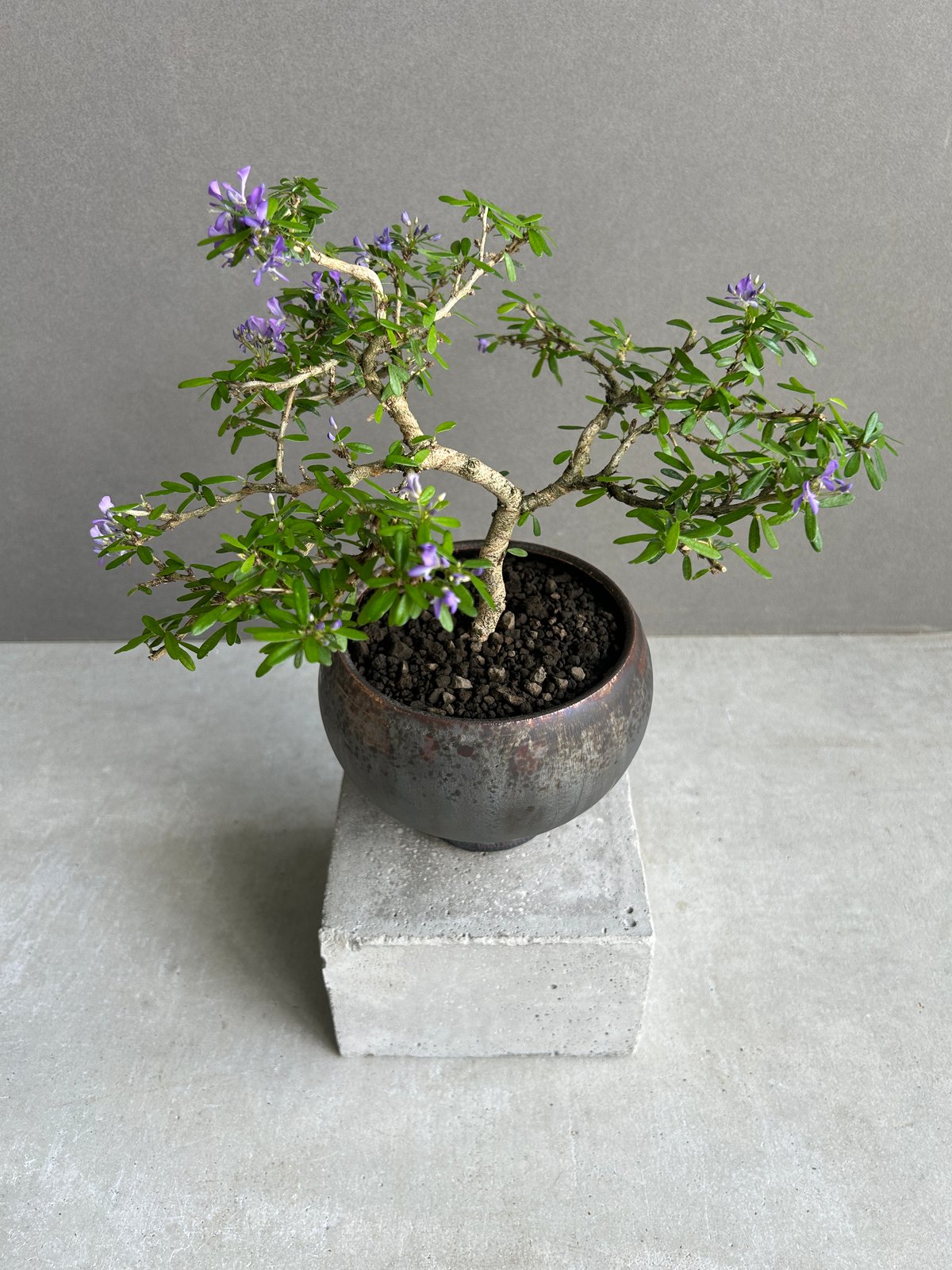 うち” 盆栽+ object by 1218 「“UCHI” BONSAI 」15I | S