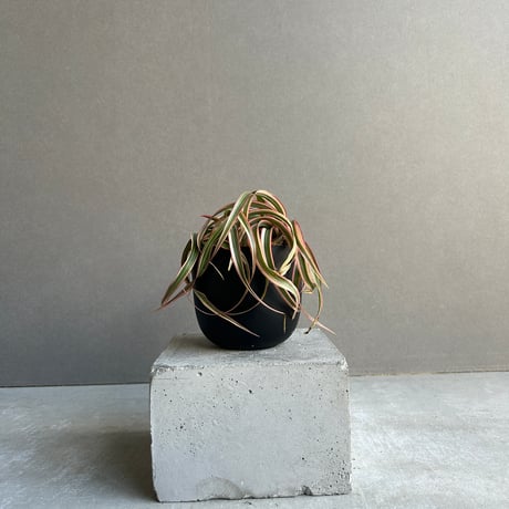 ドラセナ | STORES