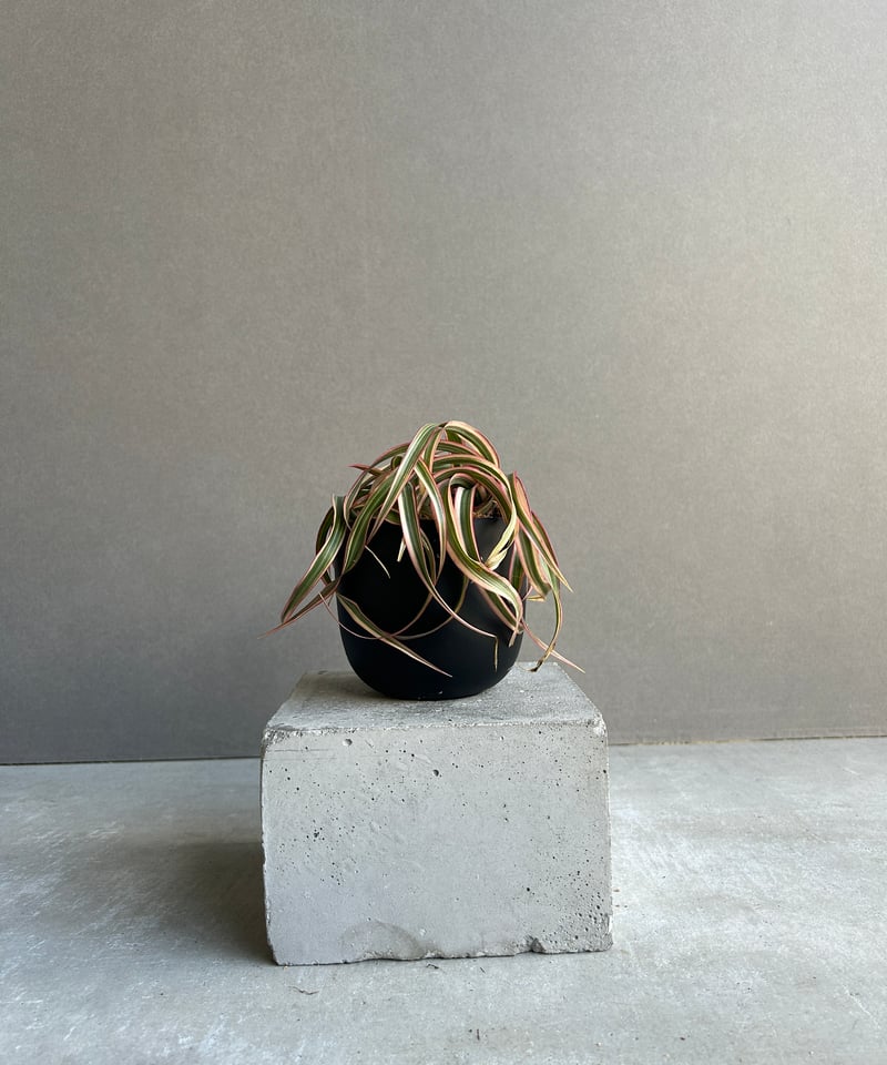 ドラセナ キュンティ「Dracaena concinne Kuhnty 」82J | SHOU