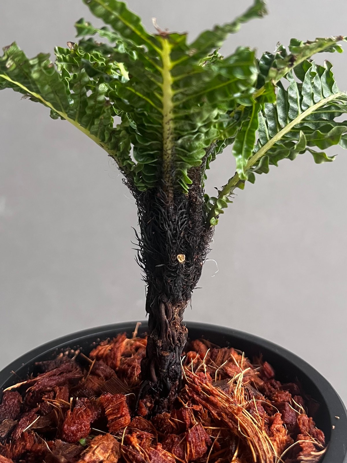 ブレクナム ギッバム ドワーフ 「Blechnum gibbum Dwarf 」91C