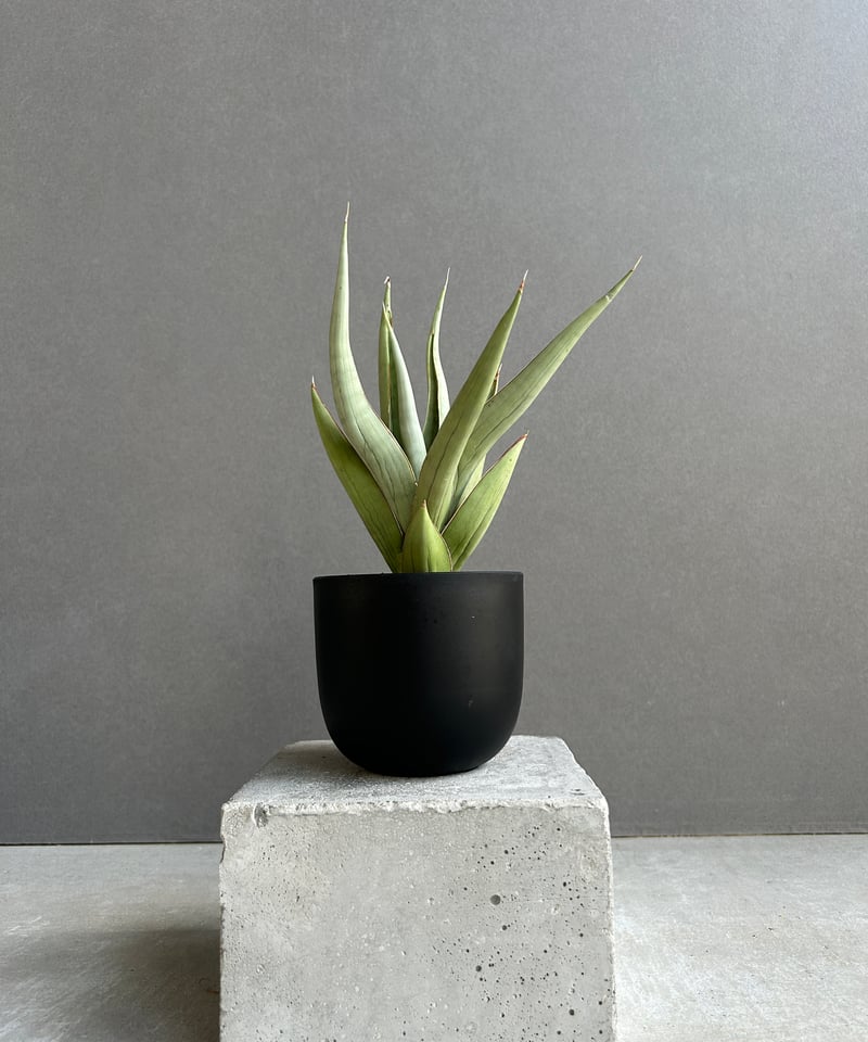 サンセベリア バイ-ビッド 「Sansevieria Bi-Bid (by Unyamanee