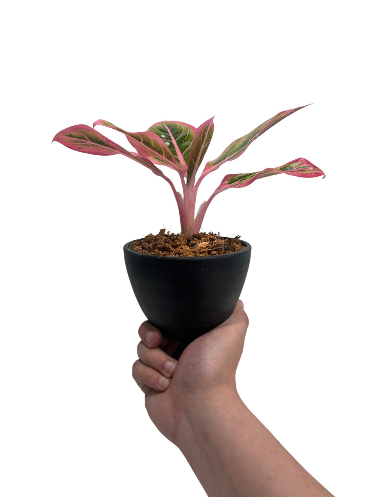 アグラオネマ ロータス デライト 「Aglaonema Lotus Delight