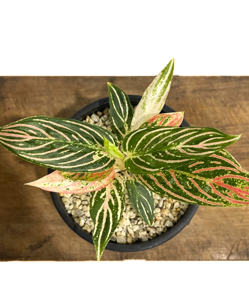 アグラオネマ ゴールデンホープ「Aglaonema Golden Hope」72D-1