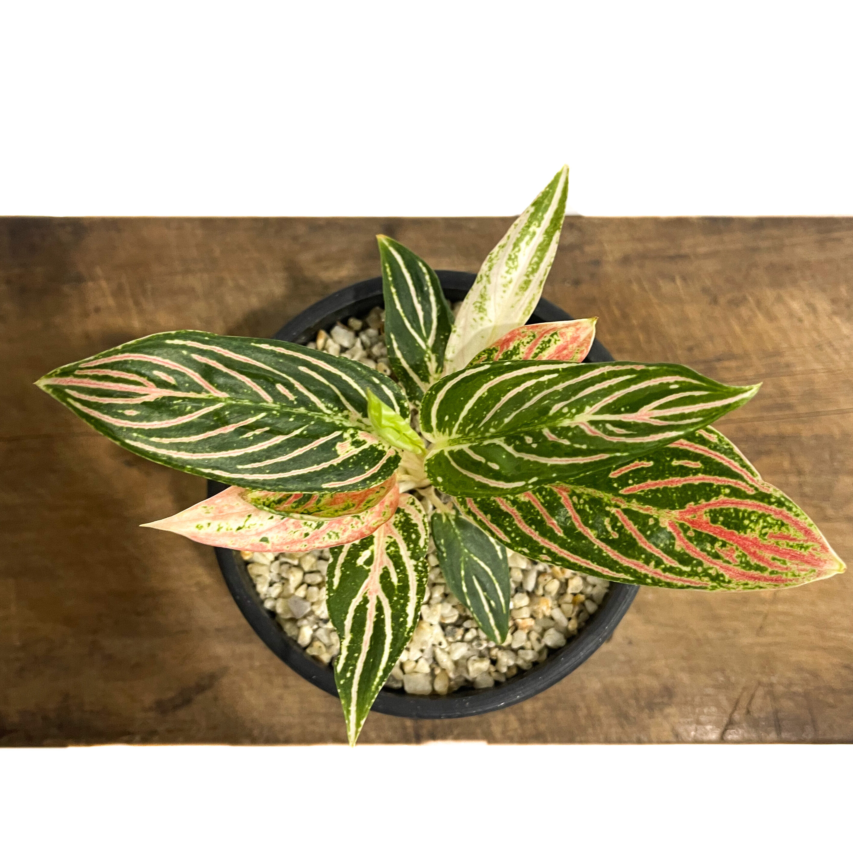 アグラオネマ ゴールデンホープ「Aglaonema Golden Hope」72D-1 | S