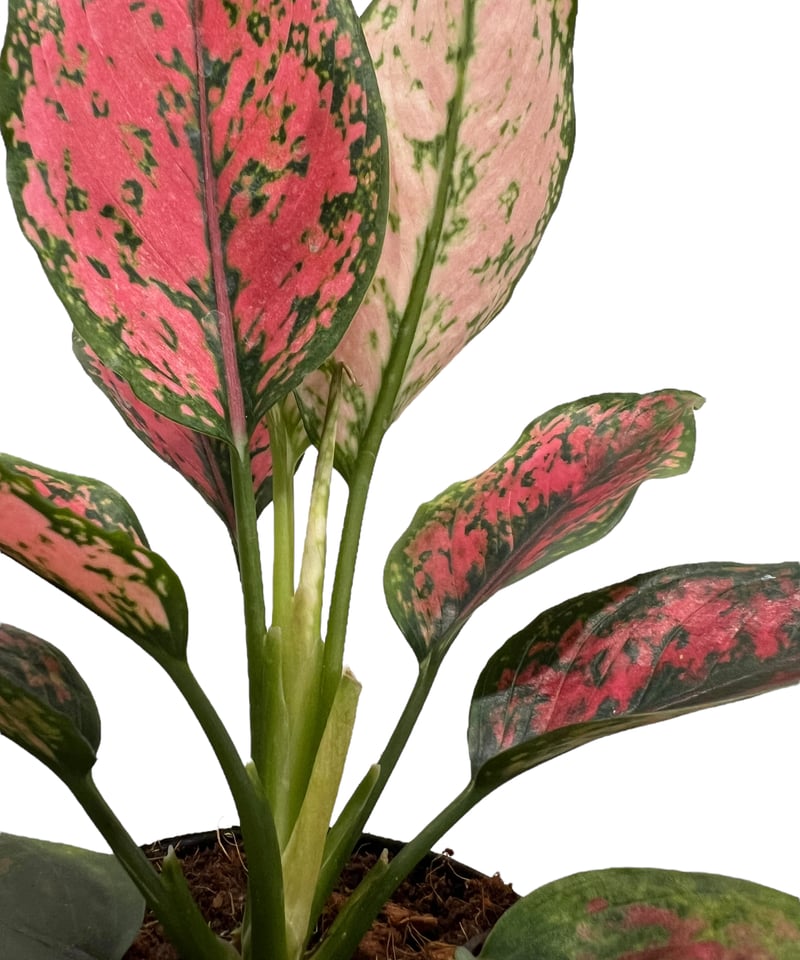 アグラオネマ カンクン 'ブラック' 「Aglaonema Kankun 'Black アグラオネマ カンクン 'ブラック' 「Aglaonema Kankun 'Black
