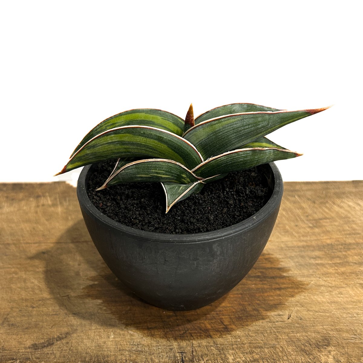 サンセベリア ロリダ 斑入り「Sansevieria rorida Var.」6/14-771...