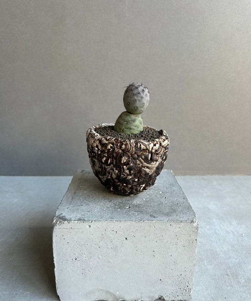 テフロカクタス ゲオメトリクス+plantsmonsters pot 「Tephrocactu