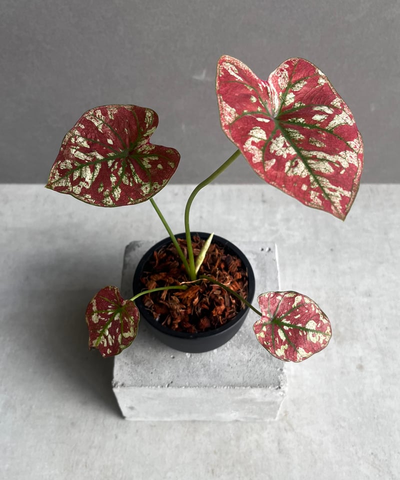 カラジューム ハイブリッド “レッド インパルス” 「Caladium カラジューム ハイブリッド “レッド インパルス” 「Caladium