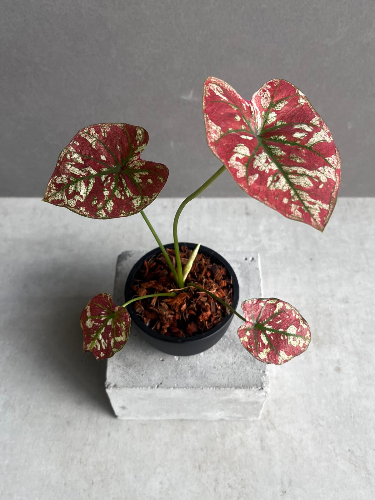 カラジューム ハイブリッド “レッド インパルス” 「Caladium