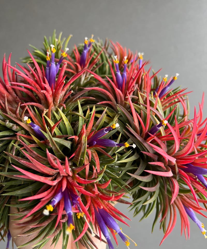 ティランジア イオナンタ ウアメルラ (クランプ)「Tillandsia ionantha