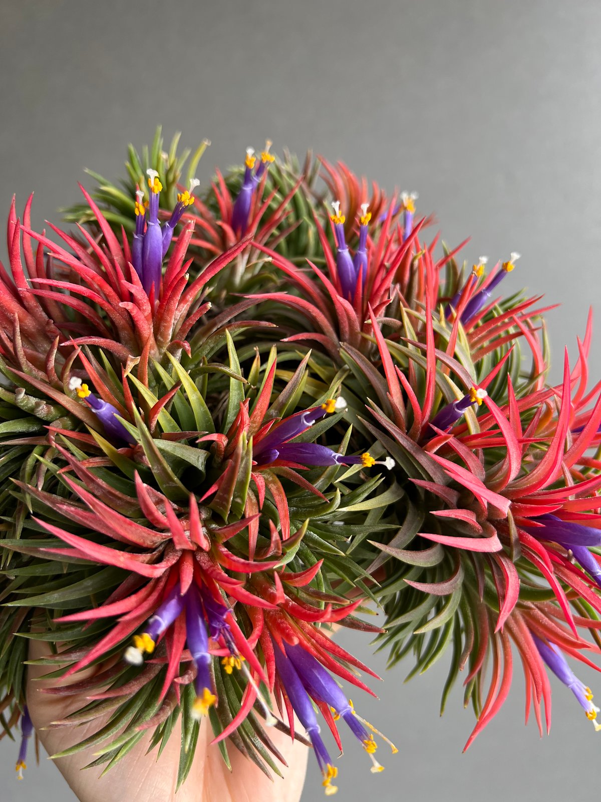 ティランジア イオナンタ ウアメルラ (クランプ)「Tillandsia ionantha