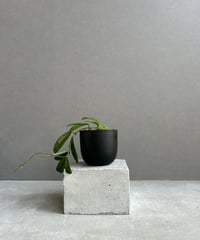 サンセベリア ES.849 斑入「Sansevieria ES. 849 var.」 8/8