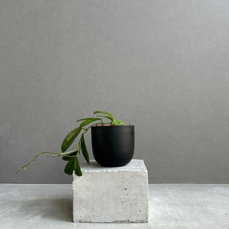 ホヤ | STORES