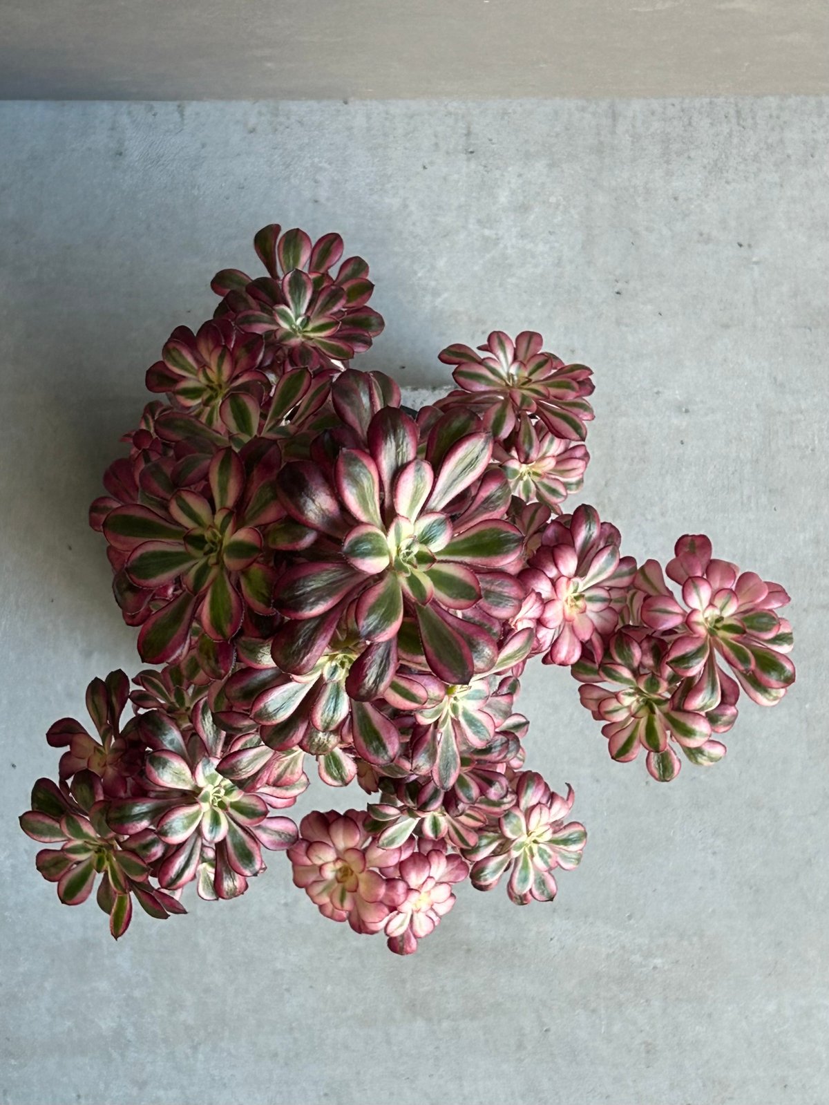 アエオニウム 'シャネル' 「Aeonium 'Chanel'」11M | SHOUCHIKUEN