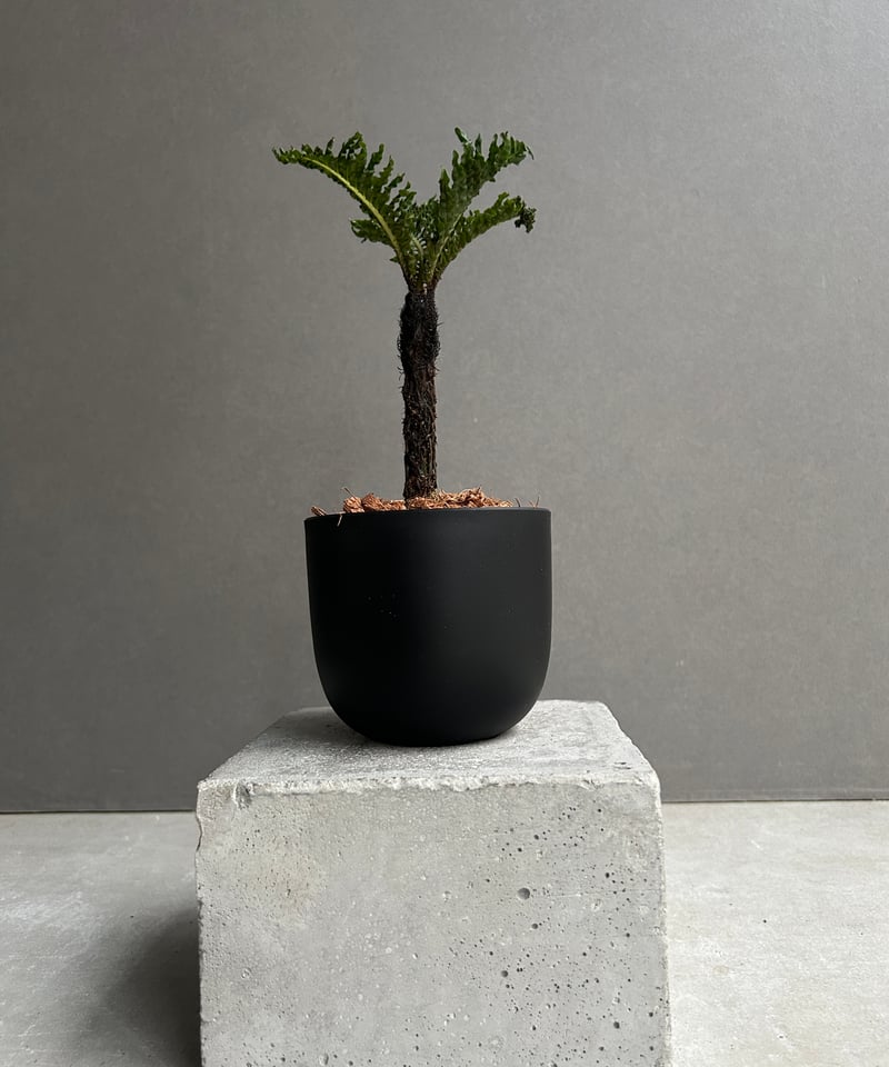 ブレクナム ギッバム ドワーフ 「Blechnum gibbum Dwarf 」 20I |