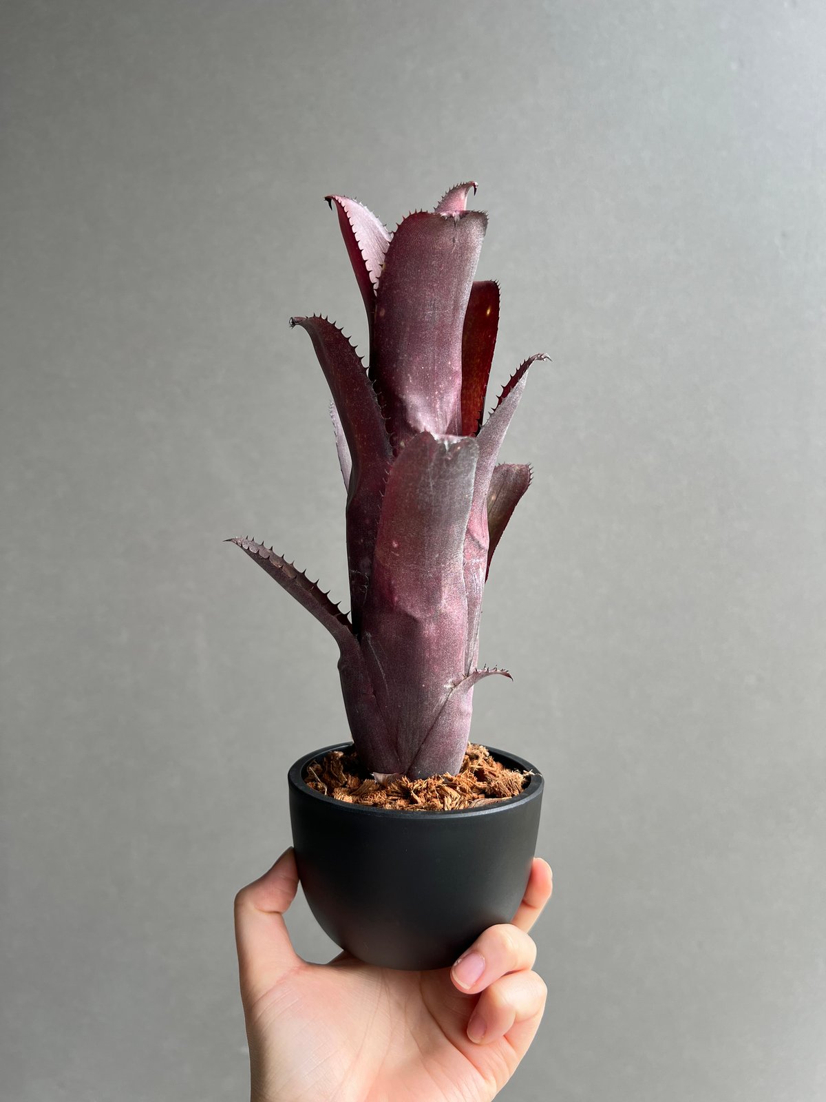 ビルベルギア オーバージーン 「Billbergia Aubergine」19C | SHOU
