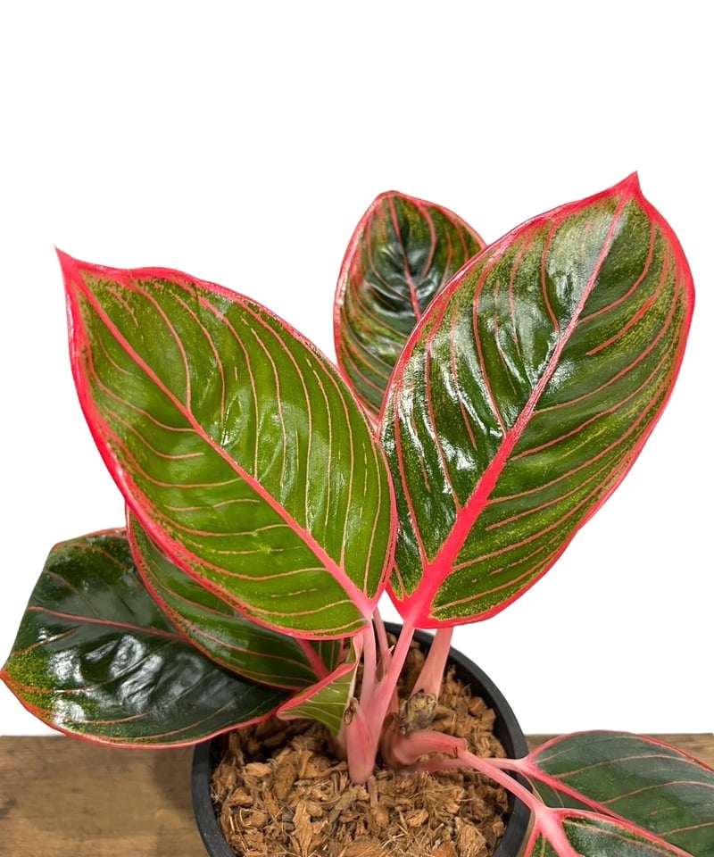 アグラオネマ リップスティック カンザ 「Aglaonema Lipstick Khanza」
