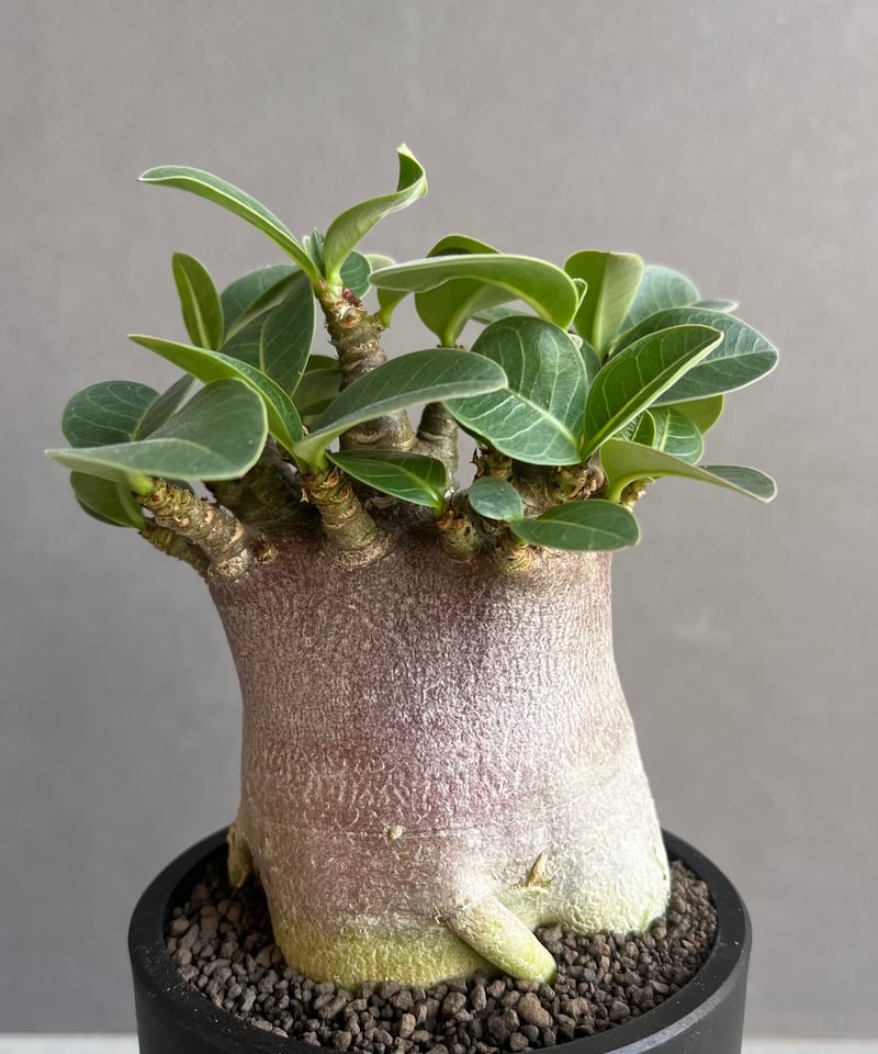 アデニウム アラビカム スーパー ドワーフ “ブラック” 「Adenium