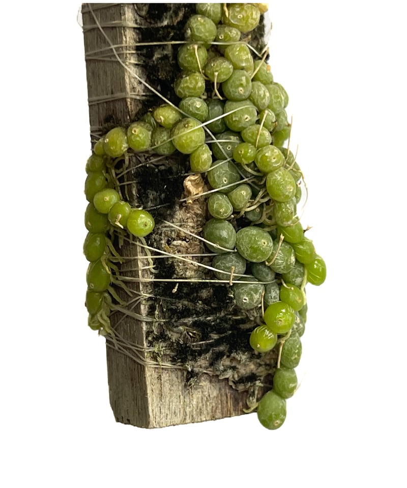 Bulb moniliforme びっしり 大株ミニチュアオーキッド珍奇植物 枯れ