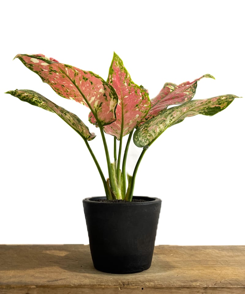 アグラオネマ アグラオネマ アンヤマニー トリカラー「Aglaonema Unyamanee
