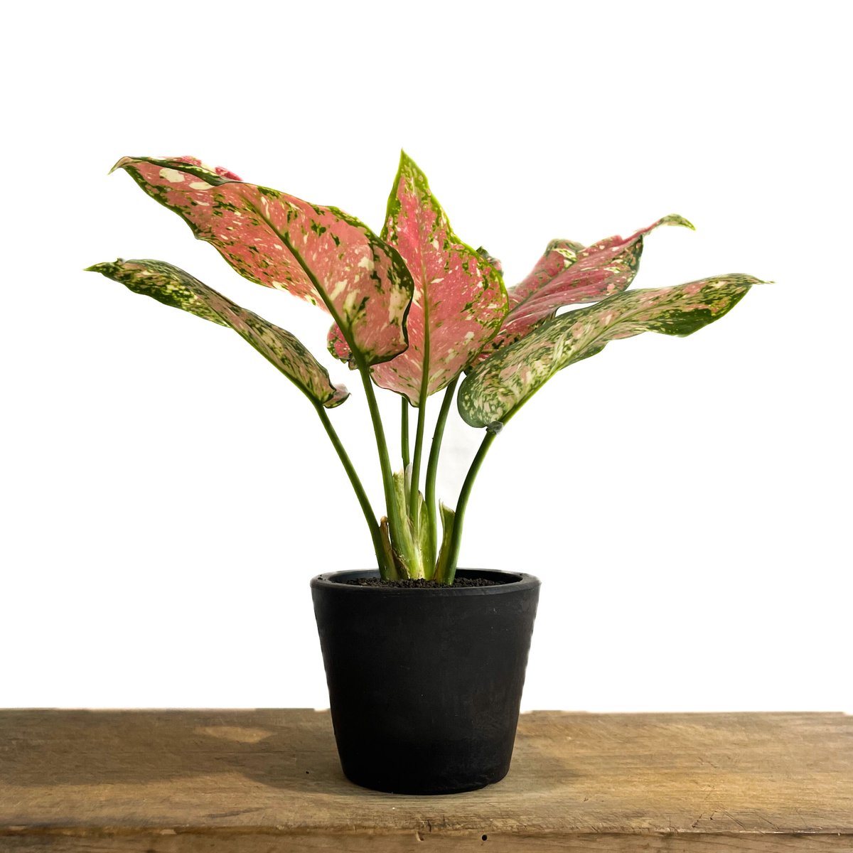 アグラオネマ アンヤマニー トリカラー「Aglaonema Unyamanee Tricolo