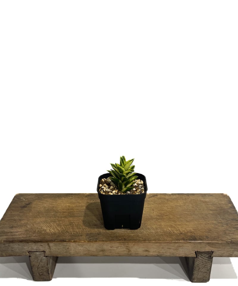 サンセベリア パゴダ 斑入 ドワーフ タイプ 「Sansevieria サンセベリア パゴダ 斑入 ドワーフ タイプ 「Sansevieria
