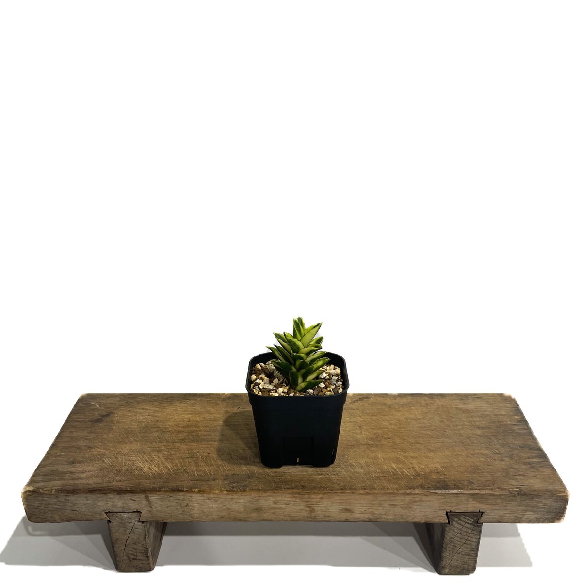 サンセベリア パゴダ 斑入 ドワーフ タイプ 「Sansevieria Pagoda var.