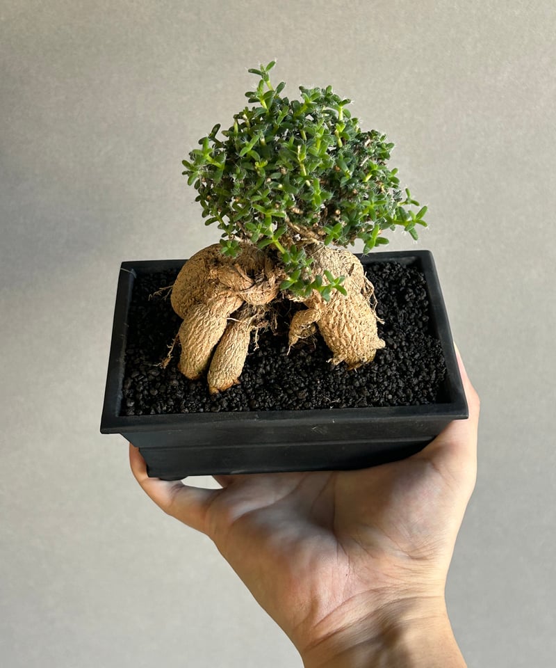 トリコディアデマ ブルボスム BONSAI「Trichodiadema bulbosum」1