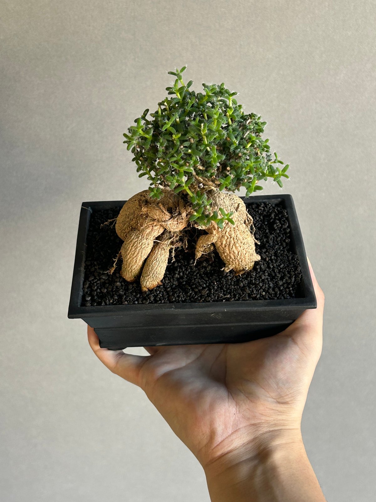 トリコディアデマ ブルボスム BONSAI「Trichodiadema bulbosum」1
