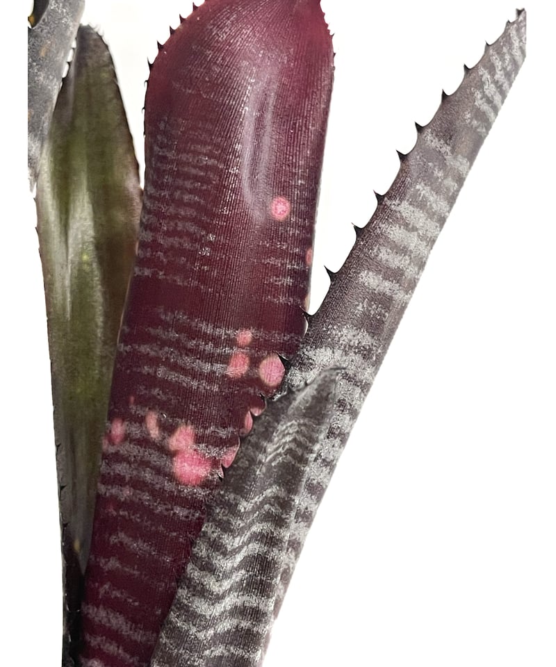 温*き様 ブロメリア　billbergia obi wan ビルベルギア ビルベルギア オビ-ワン「Billbergia Obi - Wan」59G-4 | SHOUC