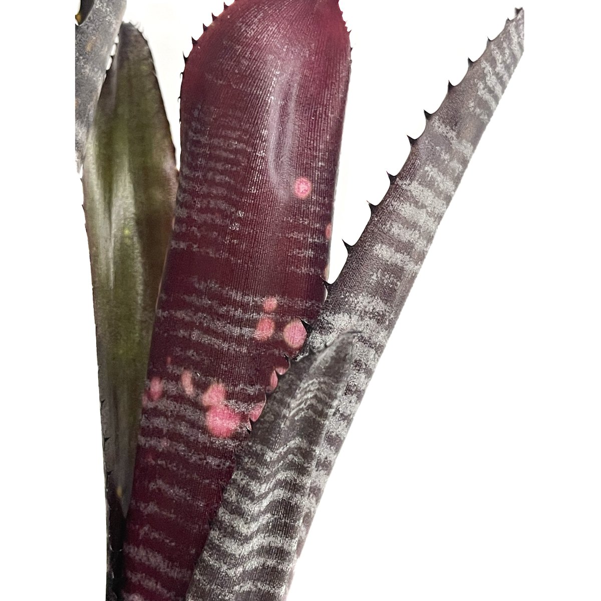 ビルベルギア オビ-ワン「Billbergia Obi - Wan」59G-4 | SHOUC