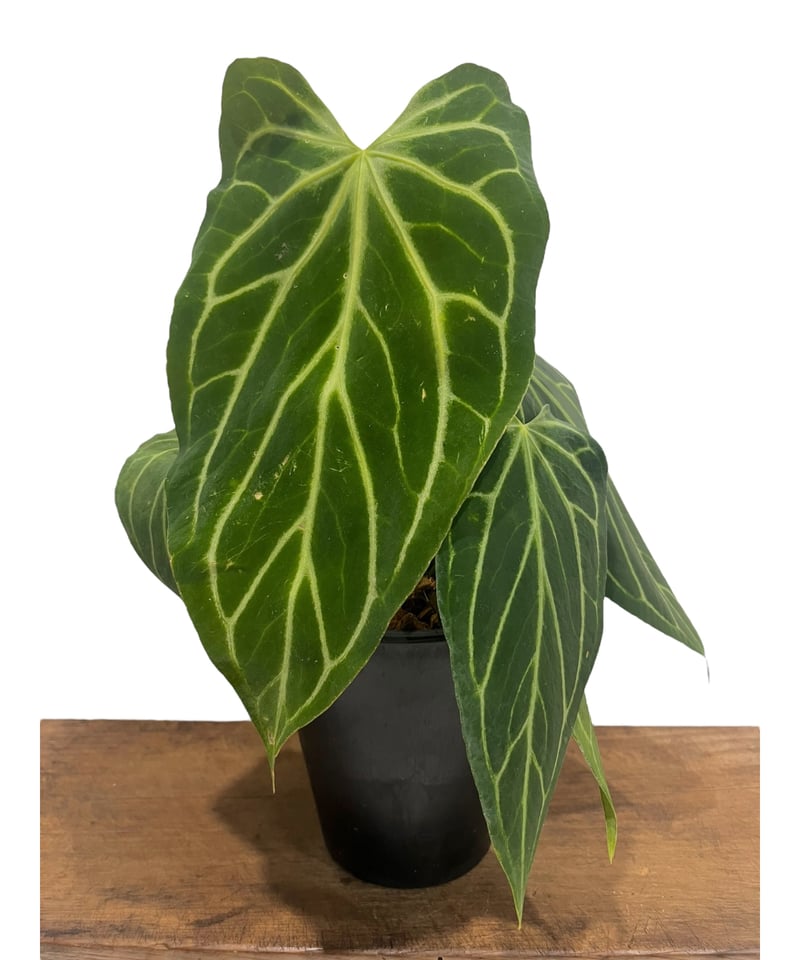 アンスリウム クリスタリナム x シルバー ホープ 「Anthurium