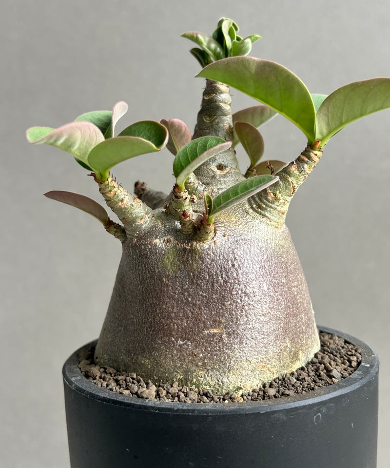アデニウム アラビカム スーパー ドワーフ “ブラック” 「Adenium