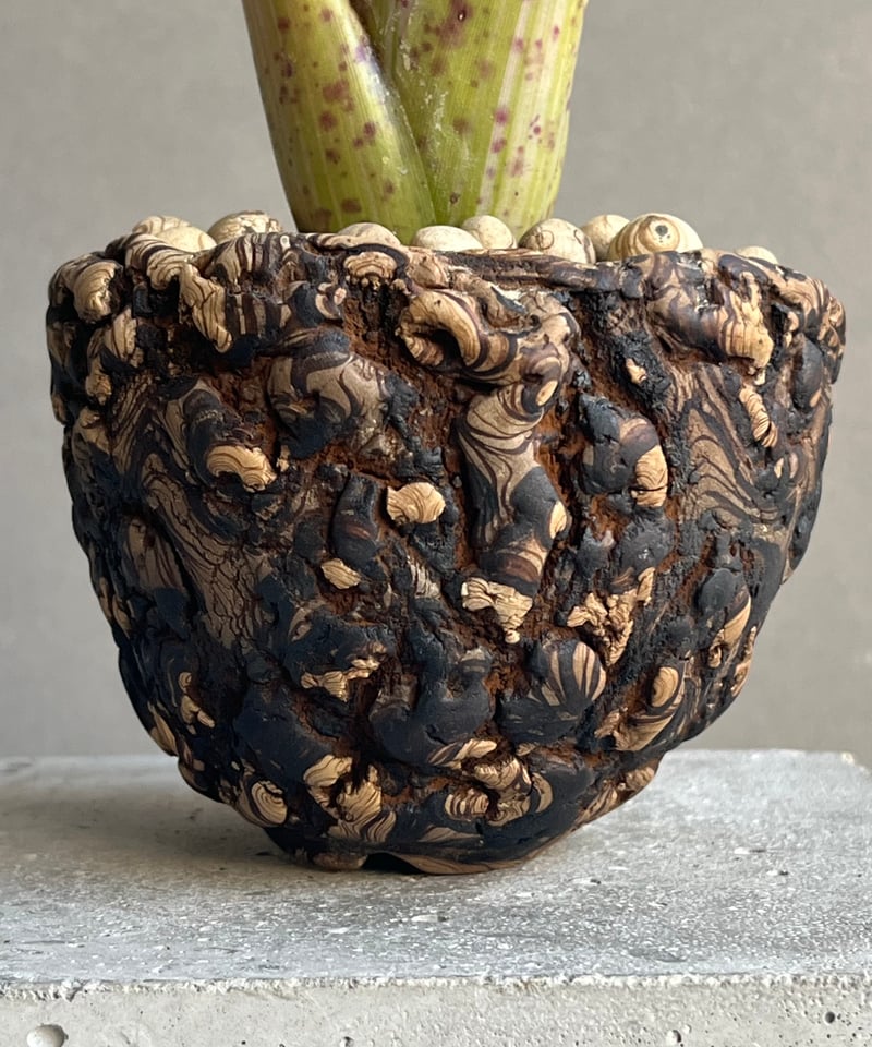 ネオレゲリア クリッシー + plantsmonsters pot 「Neoregelia c