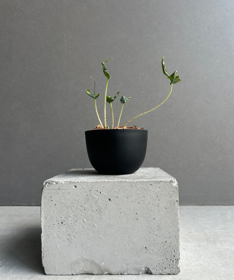 アロカシア ホーリー グレイル “ドワーフ”「Alocasia Holy Grail “ Dw