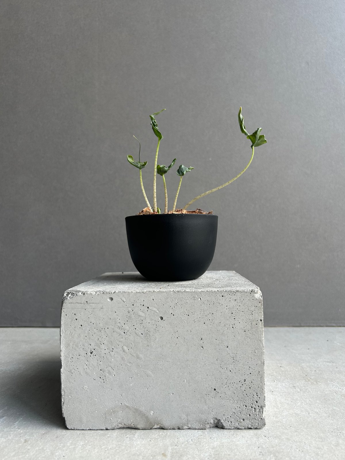 アロカシア ホーリー グレイル “ドワーフ”「Alocasia Holy Grail “ Dw