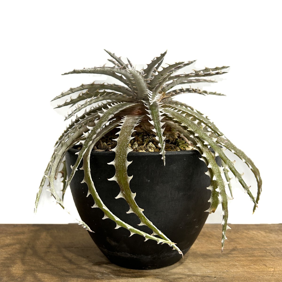 ディッキア ゴク 「Dyckia Goku」49B-3 | SHOUCHIKUEN