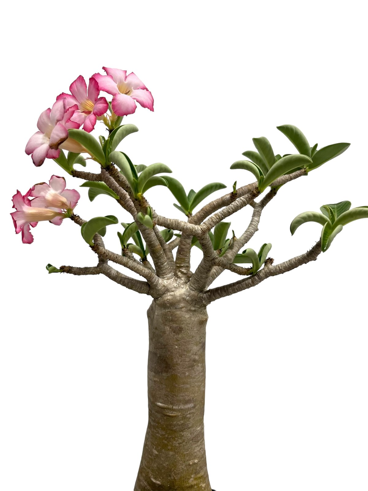 アデニウム アラビカム “バオバブ スタイル” 「Adenium arabicum “Baob