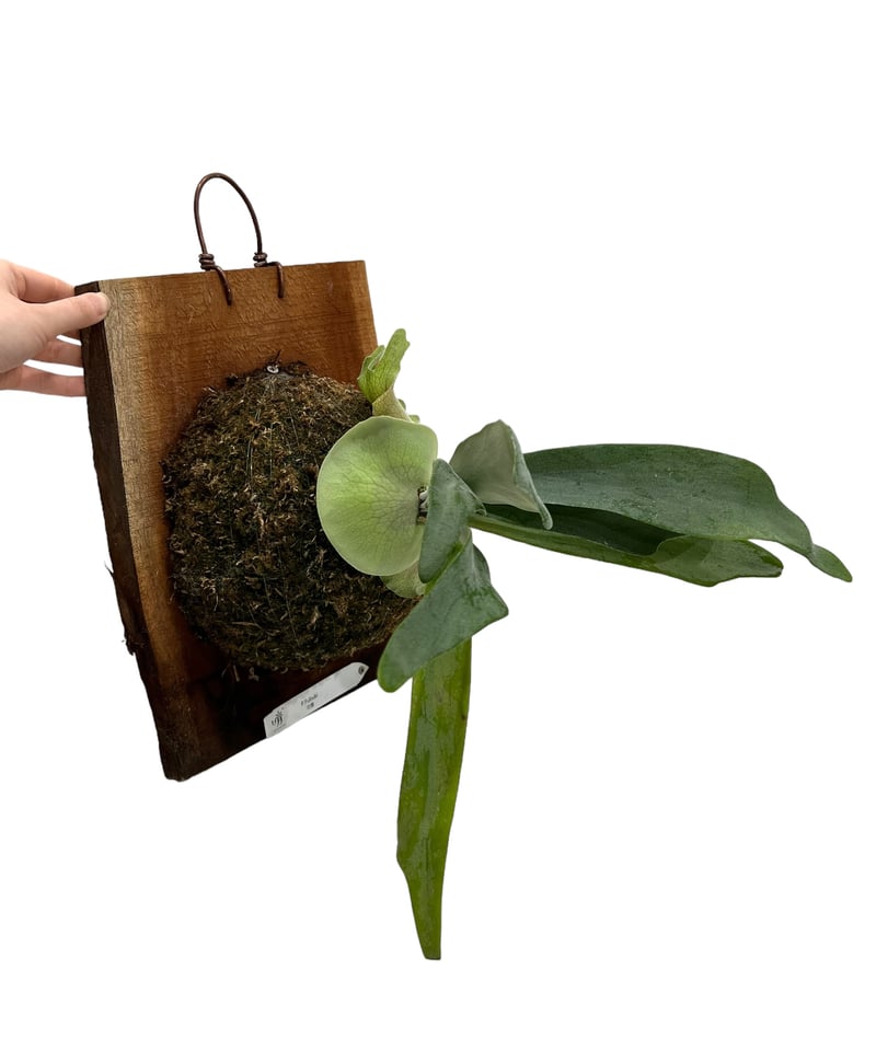 ビカクシダ 吹雪 (子株) 「Platycerium Fubuki (pup)」 99H |