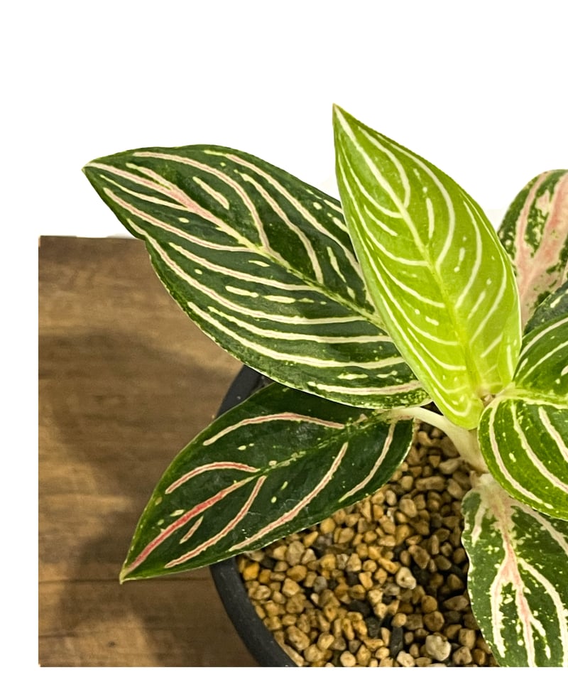 その他観葉植物 Aglaonema Golden Hope Aglaonema Golden Hope Aglaonema 