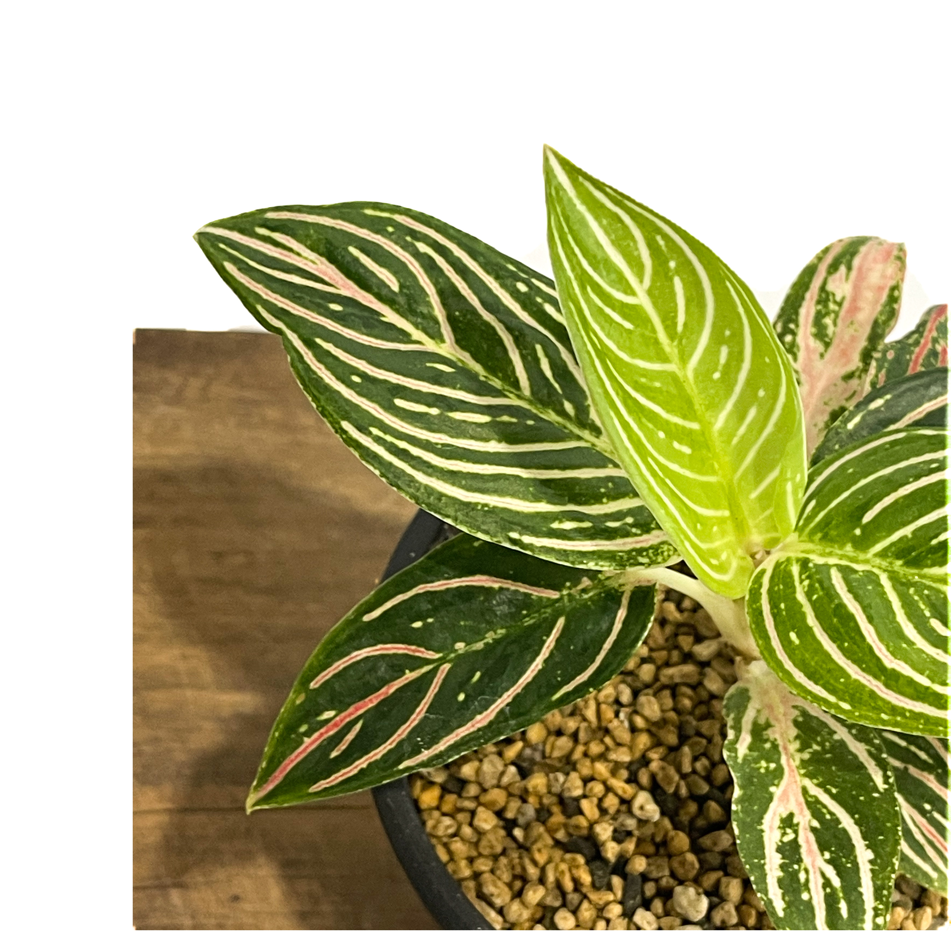 アグラオネマ ゴールデンホープ「Aglaonema Golden Hope」17G-1 | S アグラオネマ ゴールデンホープ「Aglaonema Golden Hope」17G-1 | S