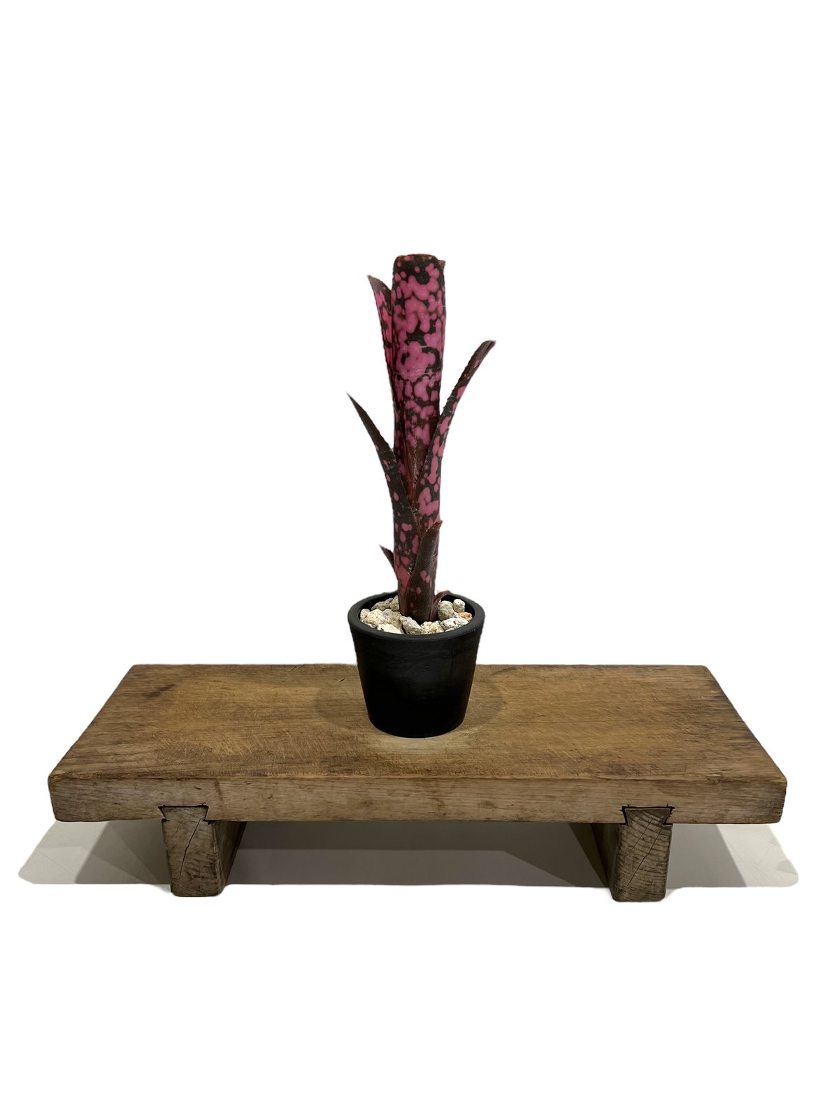 ビルベルギア インセンディアリー デライト 「Billbergia Incendiary De