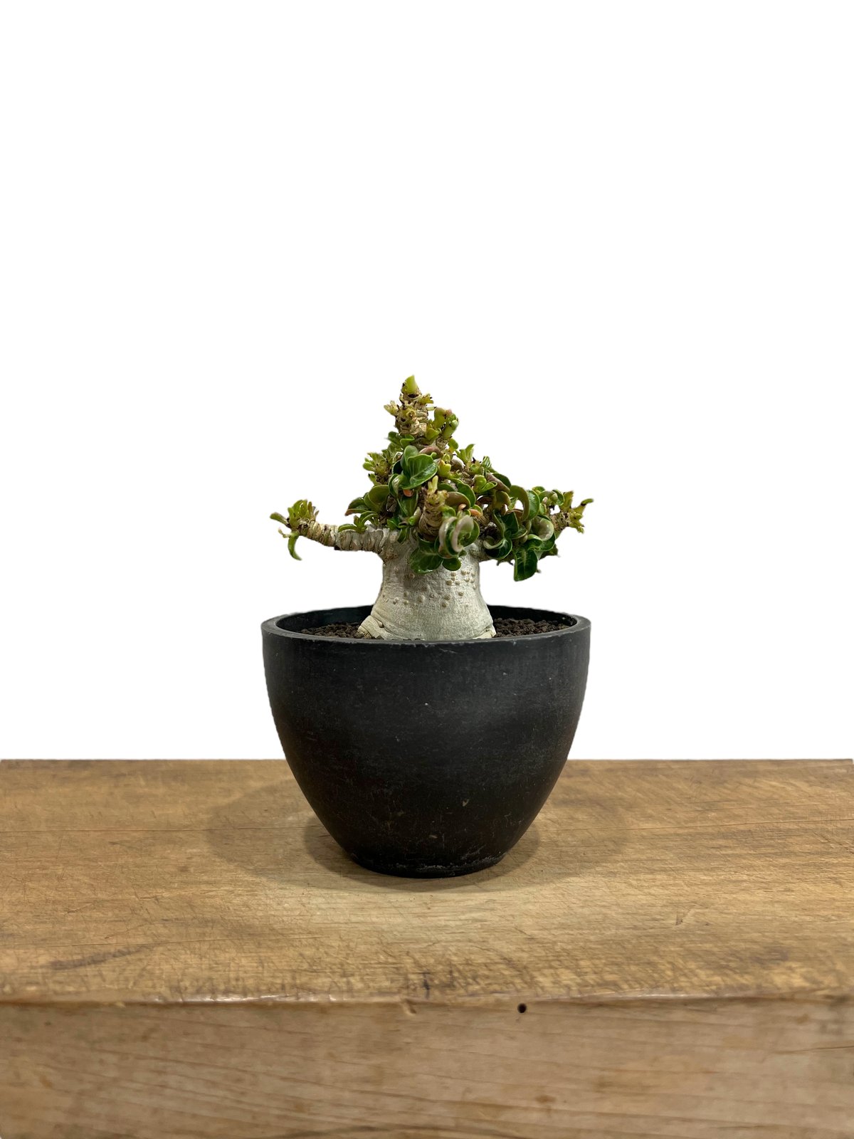 アデニウム D.H.A (獅子葉) '選抜個体' 「Adenium D.H.A (Dorset