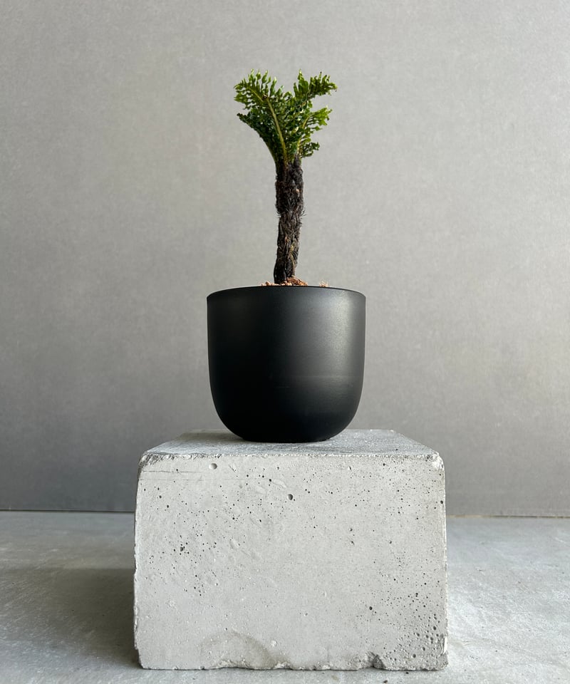 ブレクナム ギッバム ドワーフ 「Blechnum gibbum Dwarf 」4J | SH