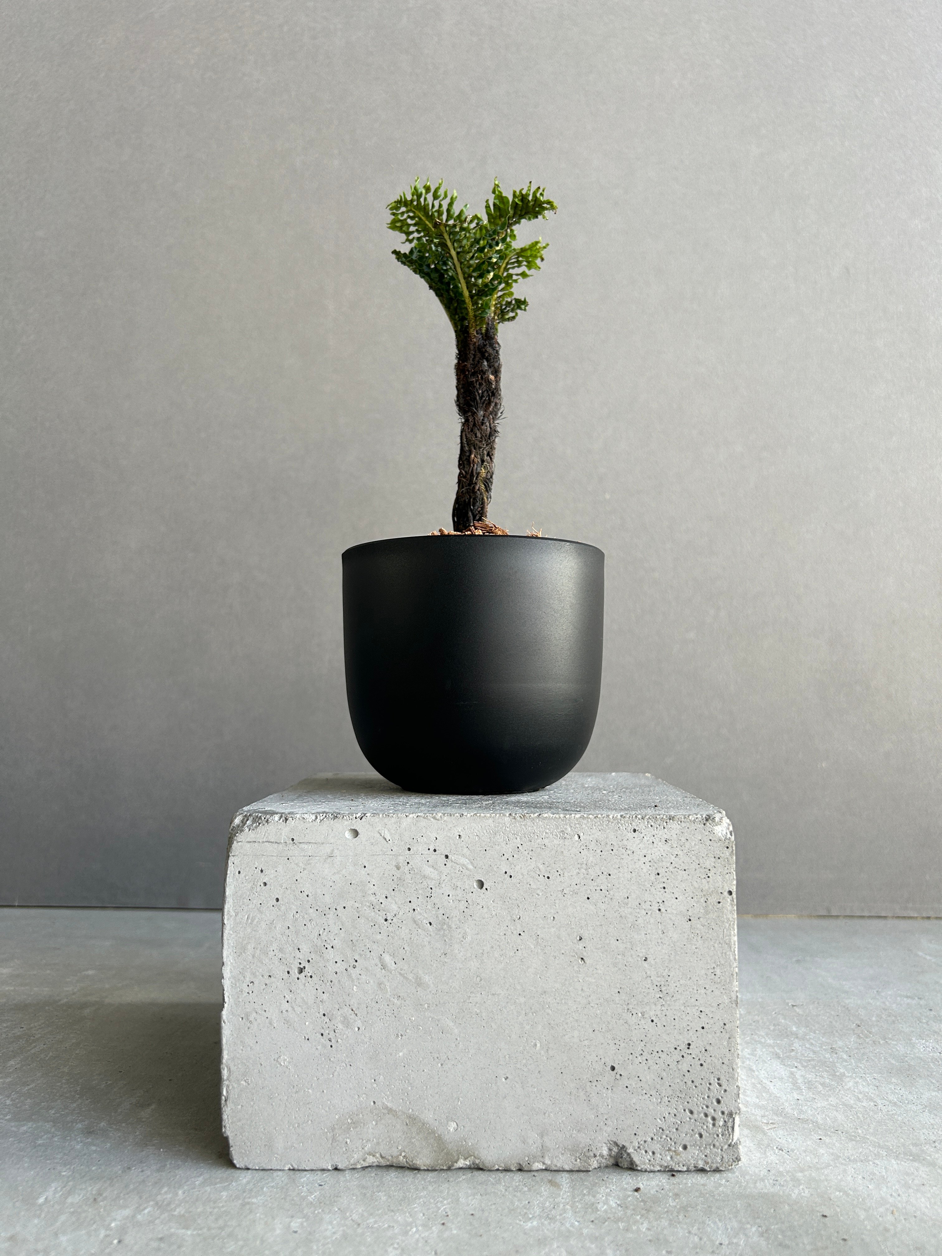 ブレクナム ギッバム ドワーフ 「Blechnum gibbum Dwarf 」4J | SH