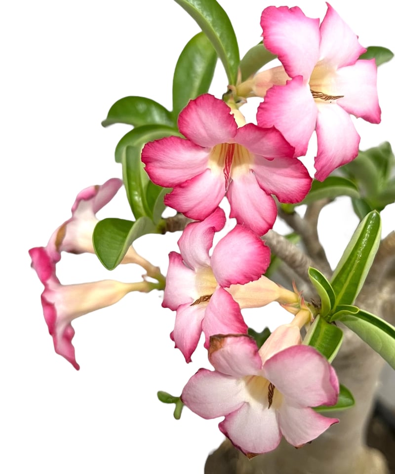 アデニウム アラビカム “バオバブ スタイル” 「Adenium arabicum “Baob
