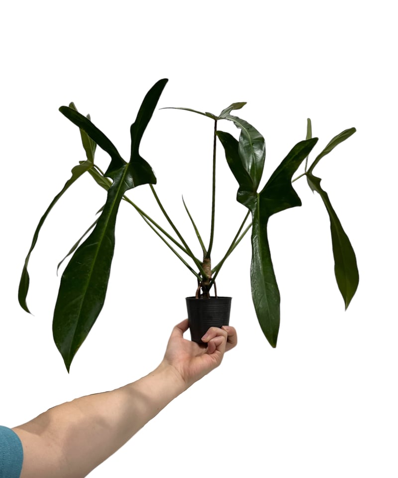 【希少さ植物】 フィロデンドロン レラノ ミヤノ 観葉植物 希少種『フィロデンドロン レラノ ミヤノ